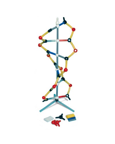 OrbitTM    ԴՆԹ-ի փոքր մոդել